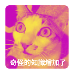 Foxy_20220804130501 – LINE stickers | LINE STORE