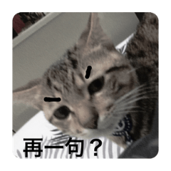 Foxy_20220804133543 – LINE stickers | LINE STORE