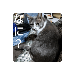 猫ちゃんアタック2