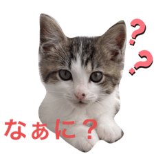 Kitten Goma