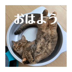 麦わら猫のおもちちゃん