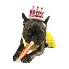 sora-French bulldog2