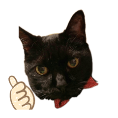 Spica the Black Cat