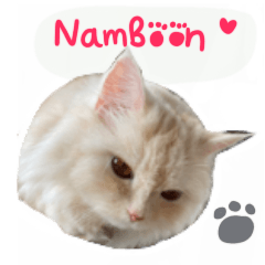 Namboon The cat