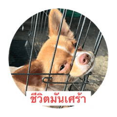 Natthida_20220805160731