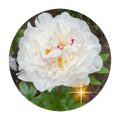 Dango_peony