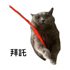 Caaaattttttttt