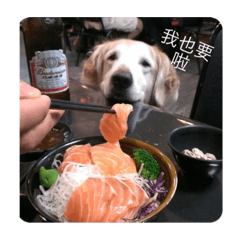 The cute dog. – LINE stickers | LINE STORE