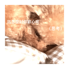 可愛咻狗