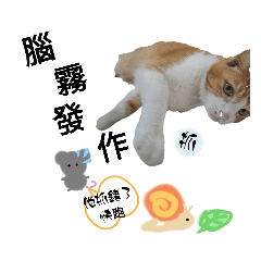 貓貓三兄妹 cat and snails