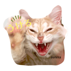 GLAY( ΦωΦ )CAT 猫