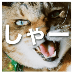 My 4 Cat Daily Conversation