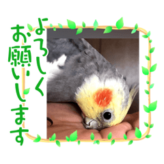 おかめインコのティンク