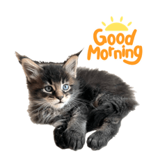 Robin the Maine Coon Kitten