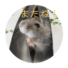 ringo_20220808155400
