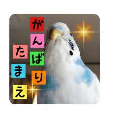 moyachi_20220808160240