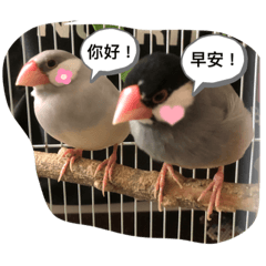 可愛文鳥～