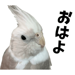 使いやすい！オカメインコのゆっふぃー