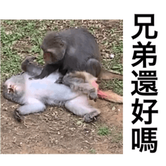 新竹貓貓狗狗跟猴猴日常