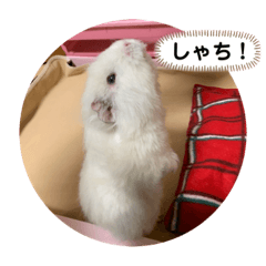 sei_20220808234432