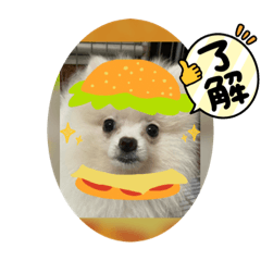 偶似狐狸博美唷！古錐ㄟ發財迪迪是也XD