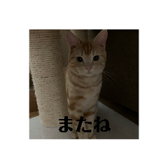 misa_20220809184118