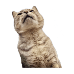 My fluffy friends in Hyuga