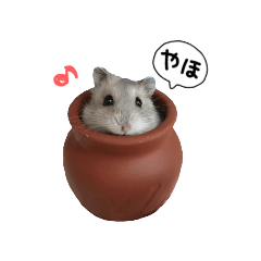 Hamster Tsumu