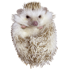 Hedgehog Tama-chans