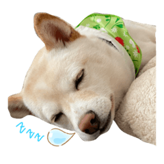 shiho_20220810093818