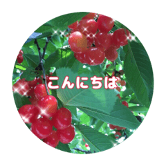 Cherry Star_20220810115953