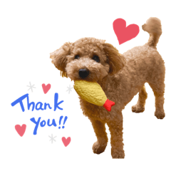 kokoa_toypoodle_sticker