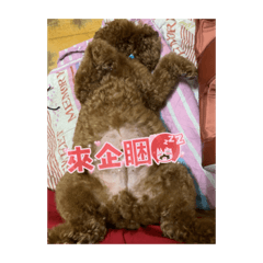 思念胖錢