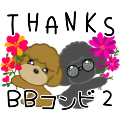 BB Toy poodle  2