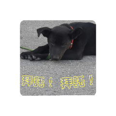 小黑黑的貼圖