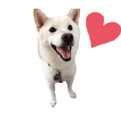 柴犬小白