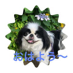 Japanese chin Taro