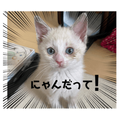 Yayoi_20220811212324