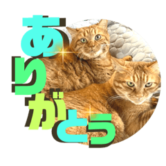 Kinaco_20220812120246