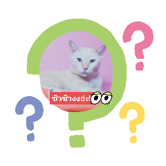 Chiwchiw_20220812105244
