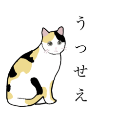 Cream_20220811195212