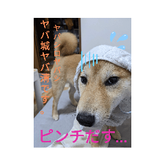 shiba-no-shibasan