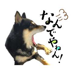 Japanese dog Kuroshiba's daily life 8