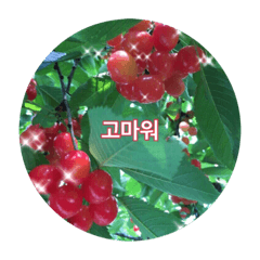 Cherry Star_20220810121836