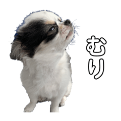 Kiriman_20220812224509