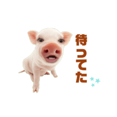 Pig_20220812175422