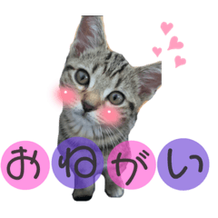 Saori_20220813184652