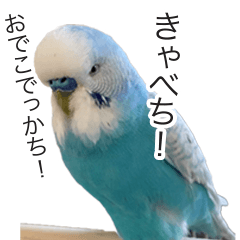 Our Birds  budgie and canary