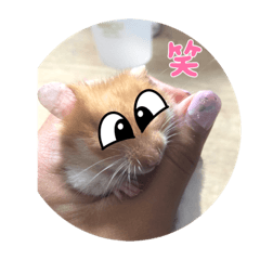 倉鼠日常(´,,•∀•,,`)