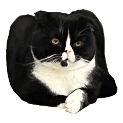 Stinky-Face Cat 2022